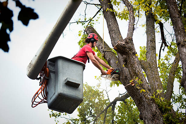 Professional Tree Removal and Landscaping Services in Santa Ynez, CA